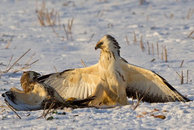 Common Buzzard