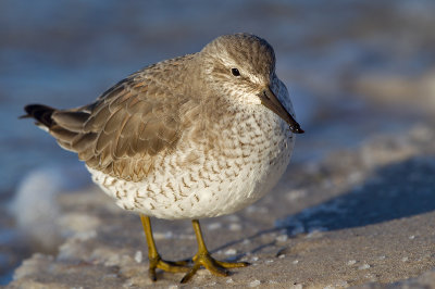 Red Knot