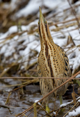 Great bittern