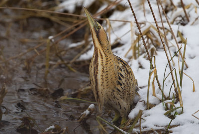 Great bittern