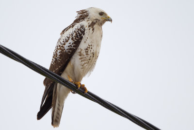 Common Buzzard