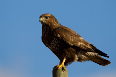 Common Buzzard