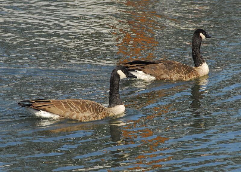 0806d-0811-0040-a.jpg