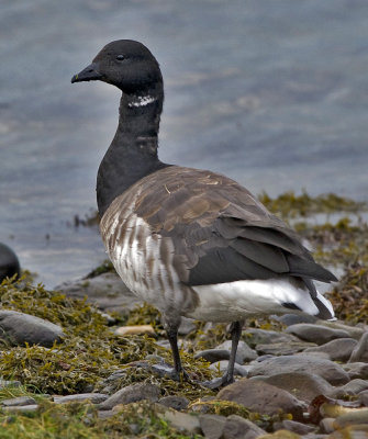 Pale Bellied Brent Goose