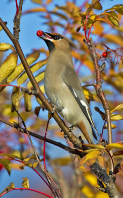 Waxwing