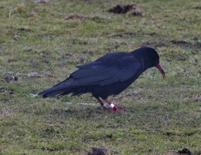 chough.jpg