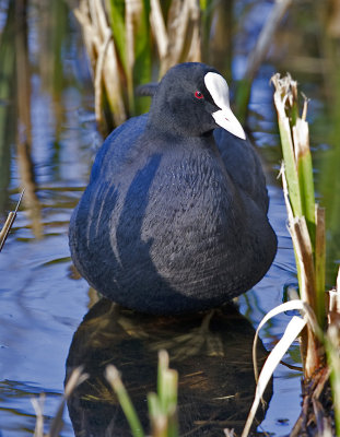 coot1.jpg