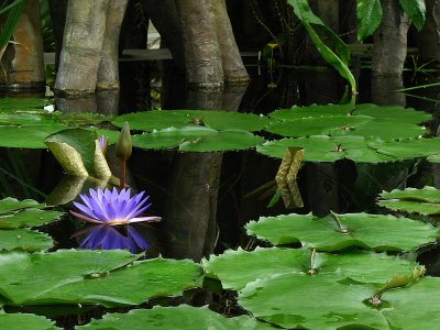 Waterlily Jungle