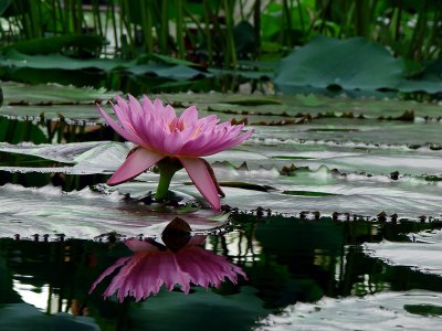 Pink Waterlily Reflections 2