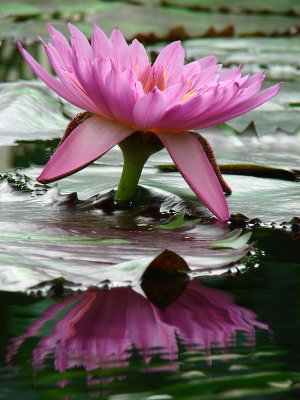 Pink Waterlily Reflections