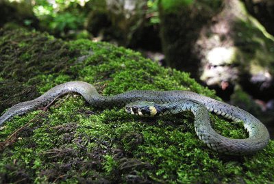 Grass Snake, Mirtovički Potok, Slovenia