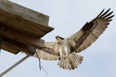 Osprey - 2013