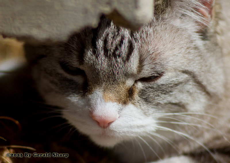 Sleepyhead Stormy