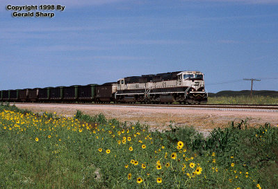 bn9715_and_sunflowers.jpg