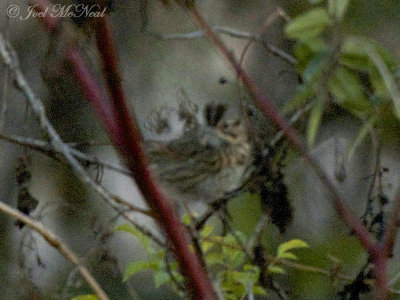 Lincoln's Sparrow: Bartow Co., GA (documentation shot)