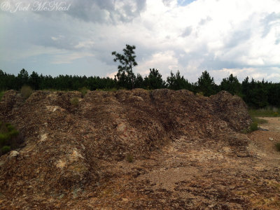 Altamaha Grit shelf