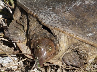 Florida Softshell Turtle