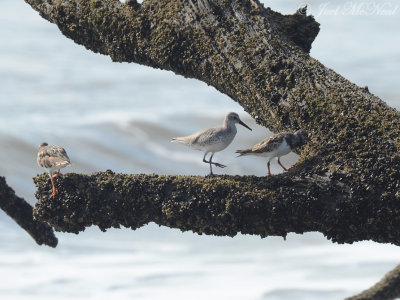 Knot in a tree