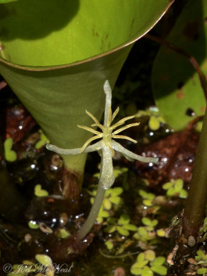 American Frog's-bit: Limnobium spongia