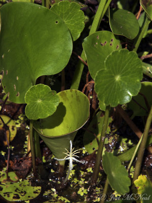 American Frog's-bit: Limnobium spongia