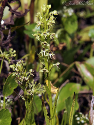 Water Spider Orchid: Habenaria repens