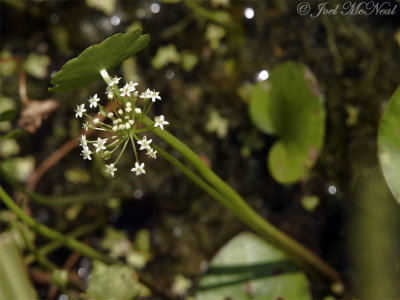 Marsh Pennywort: Hydrocotyle umbellata