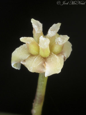 female Amborella trichopoda