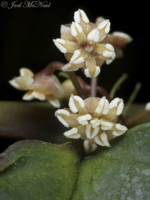 male Amborella trichopoda