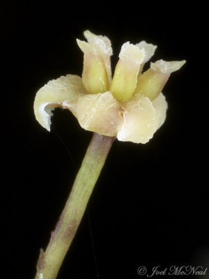 female Amborella trichopoda