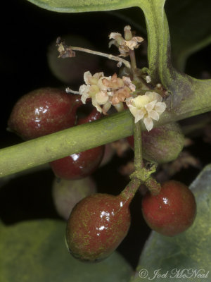 female Amborella trichopoda with previous years' fruit