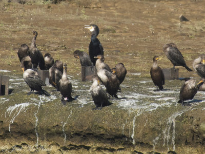 Great Cormorant: Phalacrocorax carbo, Clay Co., GA