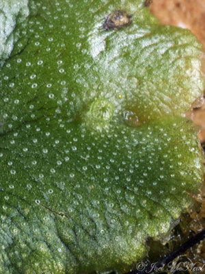 Developing gemmae cup of Marchantia polymorpha