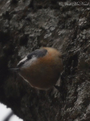 Red-breasted Nuthatch: Bartow Co., GA
