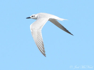 Gull-billed Tern; Glynn Co., GA