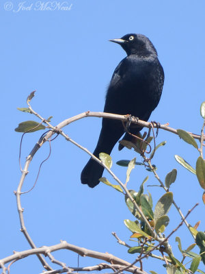male Rusty Blackbird; Harris Neck NWR