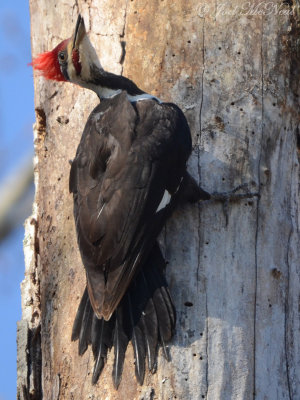 male Pileated Woodpecker