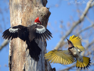 male Northern Flicker attacking male Pileated Woodpecker