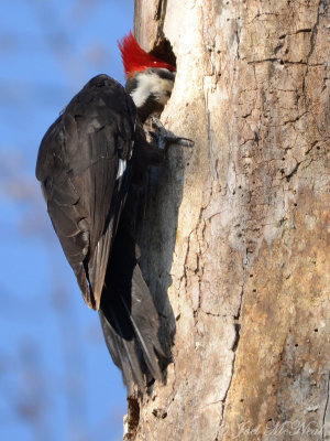 male Pileated Woodpecker looking in cavity