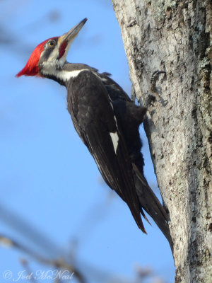 Woodpeckers & relatives
