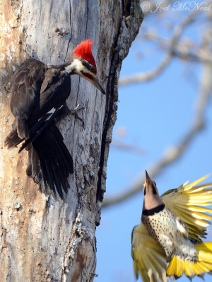 male Northern Flicker attacking male Pileated Woodpecker