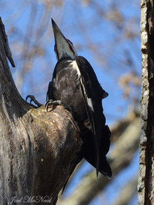male Pileated Woodpecker