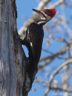 male Pileated Woodpecker