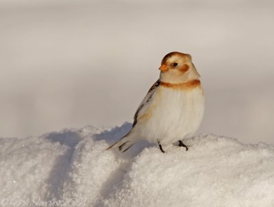 Snow Bunting