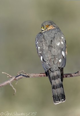 Sharp-shinned Hawk