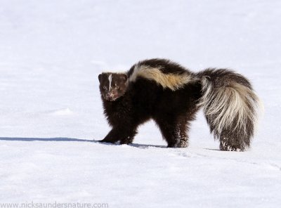 Striped Skunk