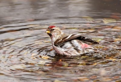 Common Redpoll bathing.jpg