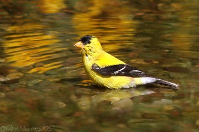 American Goldfinch bathing.jpg