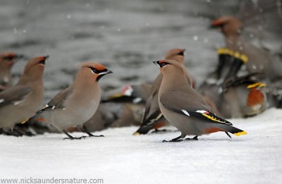 Bohemian Waxwings-Bathing.jpg