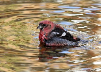 White-winged Crossbill1.jpg