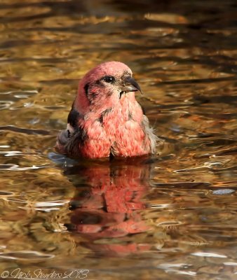 White-winged Crossbill2.jpg